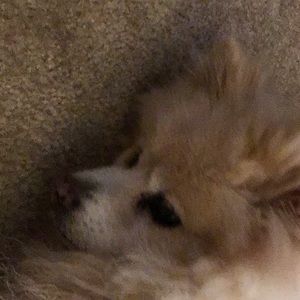 Meet your Posher, Elaine